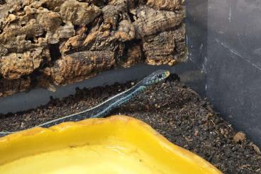 Snakes kaufen und verkaufen Photo: 1.0 Thamnophis siralis similis