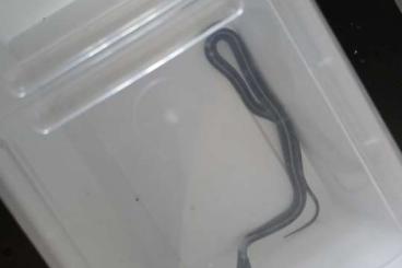 Snakes kaufen und verkaufen Photo: Thamnophis siralis similis NZ 25 Snakes kaufen und verkaufen Photo: Thamnophis siralis similis NZ 25