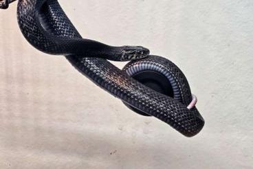 Schlangen kaufen und verkaufen Foto: 1.1 Thamnophis eques cuitzeoensis Schlangen kaufen und verkaufen Foto: 1.1 Thamnophis eques cuitzeoensis