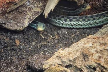 Schlangen kaufen und verkaufen Foto: 2.0 Thamnophis Florida blue Schlangen kaufen und verkaufen Foto: 2.0 Thamnophis Florida blue