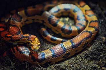 Snakes kaufen und verkaufen Photo: 2.0 Kornnattern Zuhause gesucht