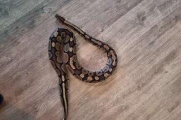 Ball Pythons kaufen und verkaufen Photo: 0.1 Königs Phyton GRATIS Zuhaus gesucht