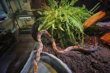Boas kaufen und verkaufen Photo: 0.2 Firebally Boas (klein bleibende Boa)