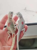 Bild 10/26