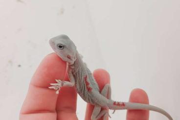 Bearded dragons kaufen und verkaufen Photo: Bartagamen Zero form .............. Bearded dragons kaufen und verkaufen Photo: Bartagamen Zero form ..............