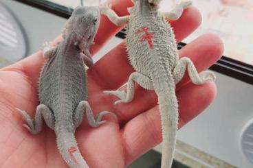 Agama kaufen und verkaufen Photo: Pogona vitticeps zero form ....... Agama kaufen und verkaufen Photo: Pogona vitticeps zero form .......