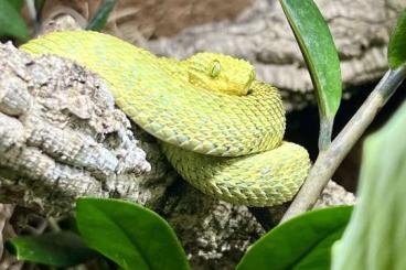 Venomous snakes kaufen und verkaufen Photo: Suche Atheris Squamigera 0.1 Venomous snakes kaufen und verkaufen Photo: Suche Atheris Squamigera 0.1