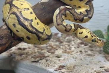 Ball Pythons kaufen und verkaufen Photo: 2 Köpys mit Terrarium abzugeben Ball Pythons kaufen und verkaufen Photo: 2 Köpys mit Terrarium abzugeben