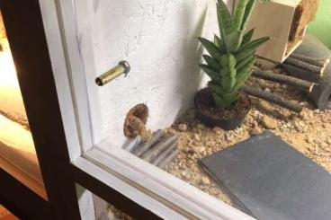 Geckos kaufen und verkaufen Photo: Dünnfingergeckos mit Zubehör Geckos kaufen und verkaufen Photo: Dünnfingergeckos mit Zubehör