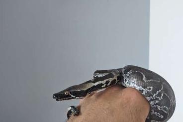 Pythons kaufen und verkaufen Photo: Python Curtus black sumatra Pythons kaufen und verkaufen Photo: Python Curtus black sumatra