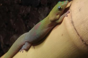 Geckos kaufen und verkaufen Photo: Phelsuma laticauda angularis – Weibchen gesucht Geckos kaufen und verkaufen Photo: Phelsuma laticauda angularis – Weibchen gesucht