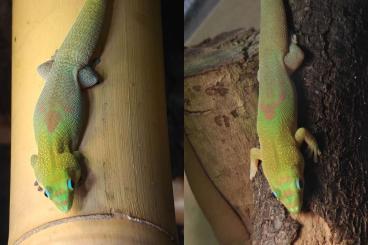 Geckos kaufen und verkaufen Foto: Phelsuma laticauda angularis Zuchtpärchen – 120 € (mit Nachweis) Geckos kaufen und verkaufen Foto: Phelsuma laticauda angularis Zuchtpärchen – 120 € (mit Nachweis)
