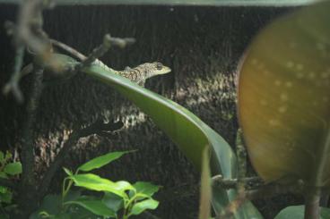 other lizards kaufen und verkaufen Photo: Biete 3.3 Anolis roquet zebrilus other lizards kaufen und verkaufen Photo: Biete 3.3 Anolis roquet zebrilus