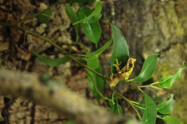 frogs kaufen und verkaufen Photo: Biete 0.1 Dendrosophus embraccatus !!!SELTEN!!! frogs kaufen und verkaufen Photo: Biete 0.1 Dendrosophus embraccatus !!!SELTEN!!!