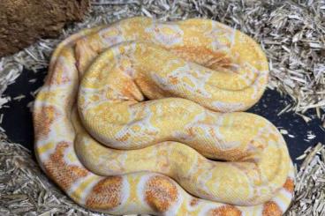 Boas kaufen und verkaufen Photo: 0.1 Boa albinos sharp for Hamm Boas kaufen und verkaufen Photo: 0.1 Boa albinos sharp for Hamm