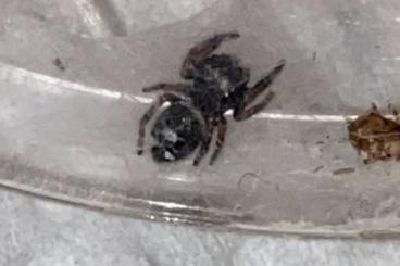 Spiders and Scorpions kaufen und verkaufen Photo: Phidippus regius Bahamas Babys Spiders and Scorpions kaufen und verkaufen Photo: Phidippus regius Bahamas Babys