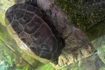 Schildkröten kaufen und verkaufen Foto: Wasserschildkröte sucht ein neues Zuhause :) Schildkröten kaufen und verkaufen Foto: Wasserschildkröte sucht ein neues Zuhause :)
