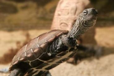 Schildkröten kaufen und verkaufen Foto: Chinesische Dreikielschildkröte Schildkröten kaufen und verkaufen Foto: Chinesische Dreikielschildkröte