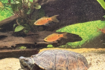 Schildkröten kaufen und verkaufen Foto: Moschusschildkröte komplett mit 500l Aquarium Schildkröten kaufen und verkaufen Foto: Moschusschildkröte komplett mit 500l Aquarium