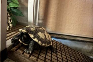 Schildkröten kaufen und verkaufen Foto: Chinesische Wasserschildkröte Schildkröten kaufen und verkaufen Foto: Chinesische Wasserschildkröte