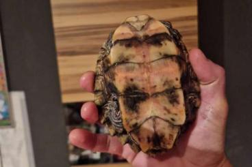 Schildkröten kaufen und verkaufen Foto: Hockerschildkröte Weibchen Schildkröten kaufen und verkaufen Foto: Hockerschildkröte Weibchen