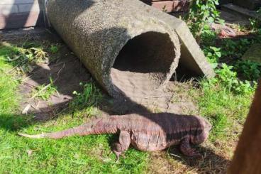 other lizards kaufen und verkaufen Photo: Rote Teju Salvator rufescens 0.1 other lizards kaufen und verkaufen Photo: Rote Teju Salvator rufescens 0.1