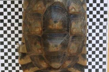 Landschildkröten kaufen und verkaufen Foto: 2 Breitrand Schildkröten (Testudo marginata,) eigene NZ 2001 und 2003