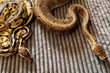 Ball Pythons kaufen und verkaufen Photo: Königpythons Ball Pythons kaufen und verkaufen Photo: Königpythons