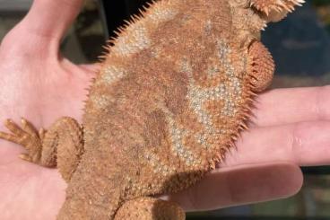 Bartagamen kaufen und verkaufen Foto: Bartagame mit blauem Muster abzugeben Bartagamen kaufen und verkaufen Foto: Bartagame mit blauem Muster abzugeben