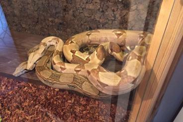 Boas kaufen und verkaufen Foto: 4 Boas inkl. Terrarien abzugeben Boas kaufen und verkaufen Foto: 4 Boas inkl. Terrarien abzugeben
