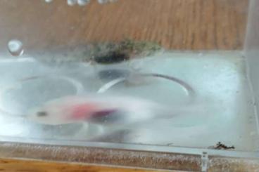 Newts kaufen und verkaufen Photo: Junge Axolotl  grau und weiß 