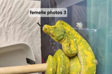 Pythons kaufen und verkaufen Foto: Morelia viridis biak juvéniles 