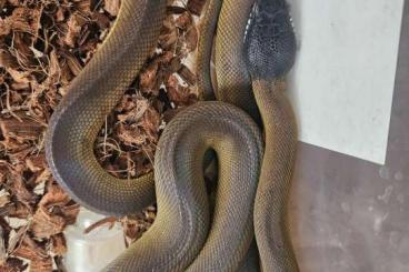 Schlangen kaufen und verkaufen Foto: Bothrochilus albertisii python levre blanche juvéniles