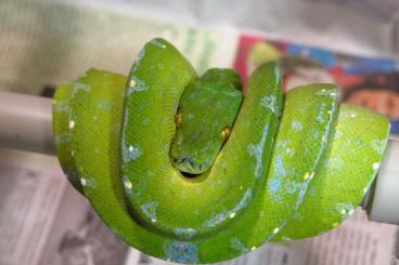 Pythons kaufen und verkaufen Foto: morelia viridis Sorong Blue Chain 2021