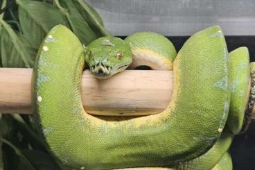 Pythons kaufen und verkaufen Photo: Couples Morelia Viridis sorong adultes Pythons kaufen und verkaufen Photo: Couples Morelia Viridis sorong adultes