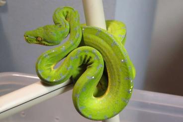 Pythons kaufen und verkaufen Foto: Couples Morelia Viridis sorong  Blue Chain
