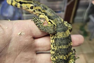 Monitor lizards kaufen und verkaufen Photo: varan salvator sumbawa de 2024 Monitor lizards kaufen und verkaufen Photo: varan salvator sumbawa de 2024
