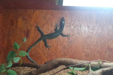 Warane kaufen und verkaufen Foto: Varanus Doreanus Blue Tailed Monitor Warane kaufen und verkaufen Foto: Varanus Doreanus Blue Tailed Monitor