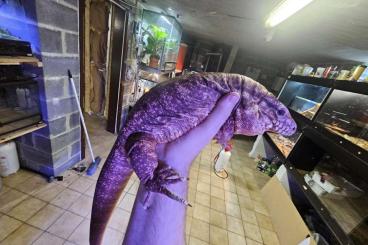 andere Echsen kaufen und verkaufen Foto: Couples tegu rufescens adulte andere Echsen kaufen und verkaufen Foto: Couples tegu rufescens adulte
