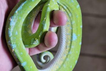 Pythons kaufen und verkaufen Photo: Couples morelia viridis Sorong blue chain Pythons kaufen und verkaufen Photo: Couples morelia viridis Sorong blue chain