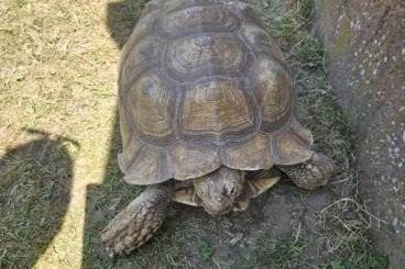 Landschildkröten kaufen und verkaufen Foto: Femelle tortue sulcata adulte Landschildkröten kaufen und verkaufen Foto: Femelle tortue sulcata adulte