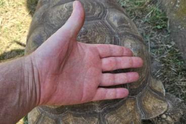 Tortoises kaufen und verkaufen Photo: Tortue sulcata adulte Femelle Tortoises kaufen und verkaufen Photo: Tortue sulcata adulte Femelle