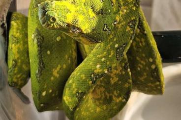 Schlangen kaufen und verkaufen Foto: morelia viridis azurea biak juvénile Schlangen kaufen und verkaufen Foto: morelia viridis azurea biak juvénile