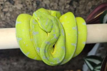 Pythons kaufen und verkaufen Photo: 0.1 morelia viridis Sorong blue chain adulte Pythons kaufen und verkaufen Photo: 0.1 morelia viridis Sorong blue chain adulte