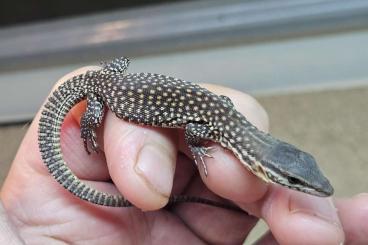 Monitor lizards kaufen und verkaufen Photo: magnifique varanus acanthurus red ackie Bébé de 2025 Monitor lizards kaufen und verkaufen Photo: magnifique varanus acanthurus red ackie Bébé de 2025