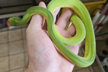 Schlangen kaufen und verkaufen Foto: Morelia viridis biack sorong aru Schlangen kaufen und verkaufen Foto: Morelia viridis biack sorong aru