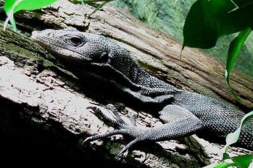 Monitor lizards kaufen und verkaufen Photo: 1.1 Couples varanus beccarii reproducteur Monitor lizards kaufen und verkaufen Photo: 1.1 Couples varanus beccarii reproducteur