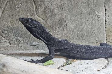 Monitor lizards kaufen und verkaufen Photo: varanus beccarii DE 2022 pas sexé Monitor lizards kaufen und verkaufen Photo: varanus beccarii DE 2022 pas sexé