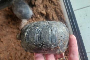Landschildkröten kaufen und verkaufen Photo: tortue gigantea de 2024 Avec papier Landschildkröten kaufen und verkaufen Photo: tortue gigantea de 2024 Avec papier