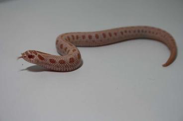 Colubrids kaufen und verkaufen Photo: hognose snake (heterodon nasicus) 12/6 - 2025 Colubrids kaufen und verkaufen Photo: hognose snake (heterodon nasicus) 12/6 - 2025
